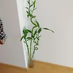 Sankai, Atico En *